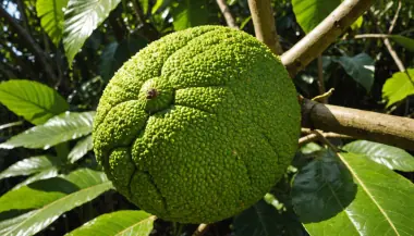 nutritious exotic breadfruit benefits