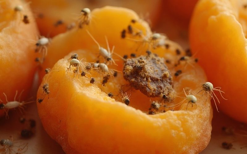 dried fruits accumulate unwanted contaminants