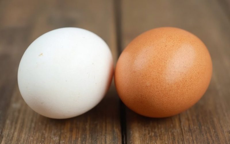 egg color differences not nutritional
