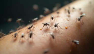 genetic resistance to mosquito bites