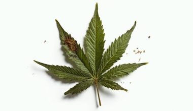 marijuana causes deadly disease