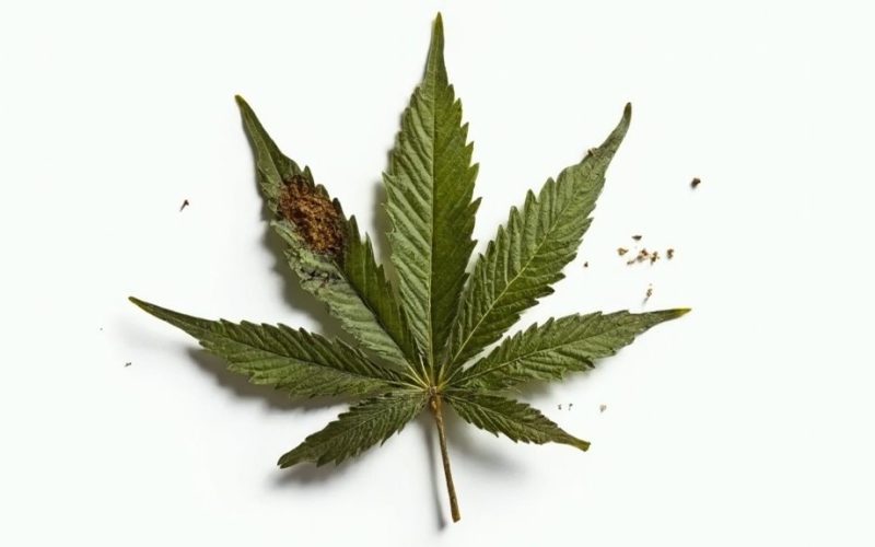 marijuana causes deadly disease