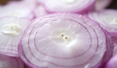 onions multifaceted medicinal powerhouse