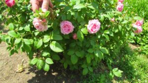 aggressive invasive undermining destructive