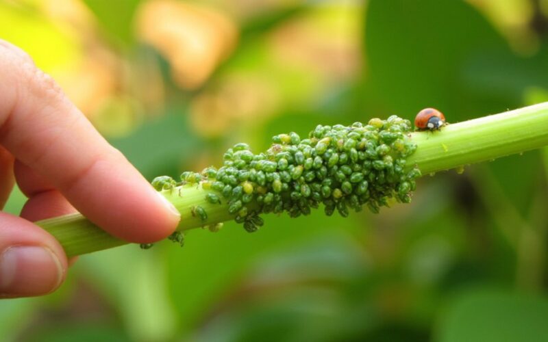 aphids harm plants significantly
