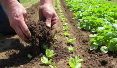 balanced sustainable integrated potato nutrition