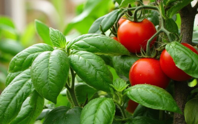 basil protects tomato plants