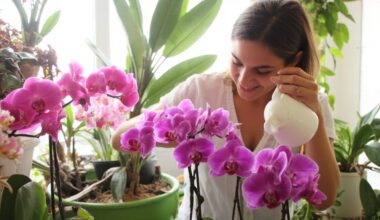 beginner friendly exotic orchid care