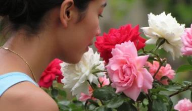 blooming roses boost mood