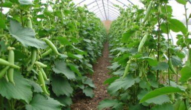 boost pea yield through simple changes