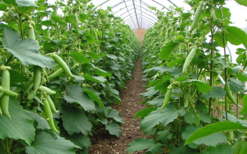 boost pea yield through simple changes