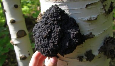 chaga mushroom s anti cancer potential