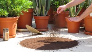 coffee grounds deter ants