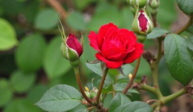 common mistake ruins blooming