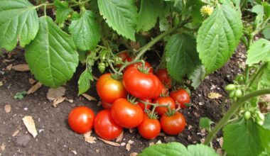 companion plants boost tomato yields
