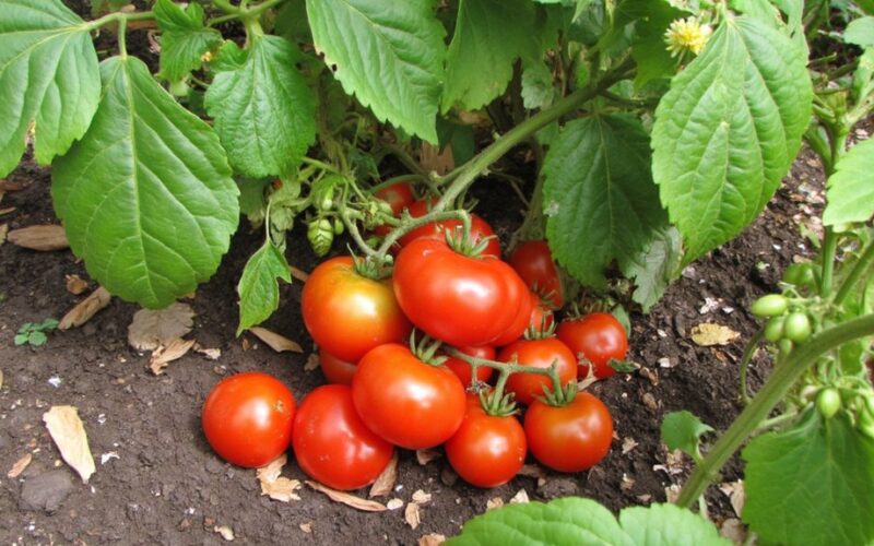 companion plants boost tomato yields