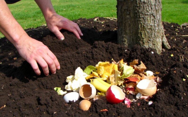 composting kitchen scraps nourishes apple trees