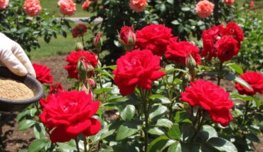 continuous rose bloom with fertilization
