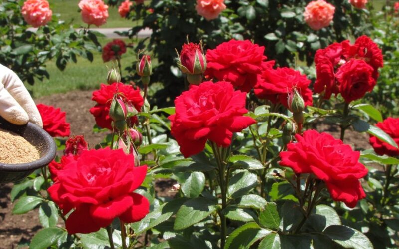 continuous rose bloom with fertilization