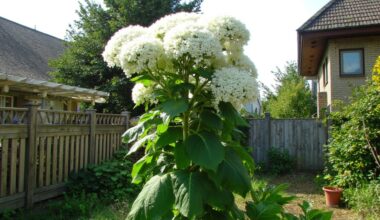 dangerous invasive plant spreading rapidly