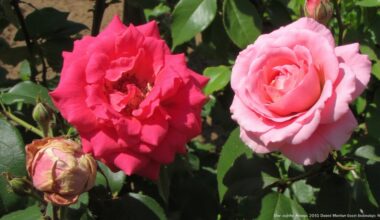 dangerous rose killing plants mistake