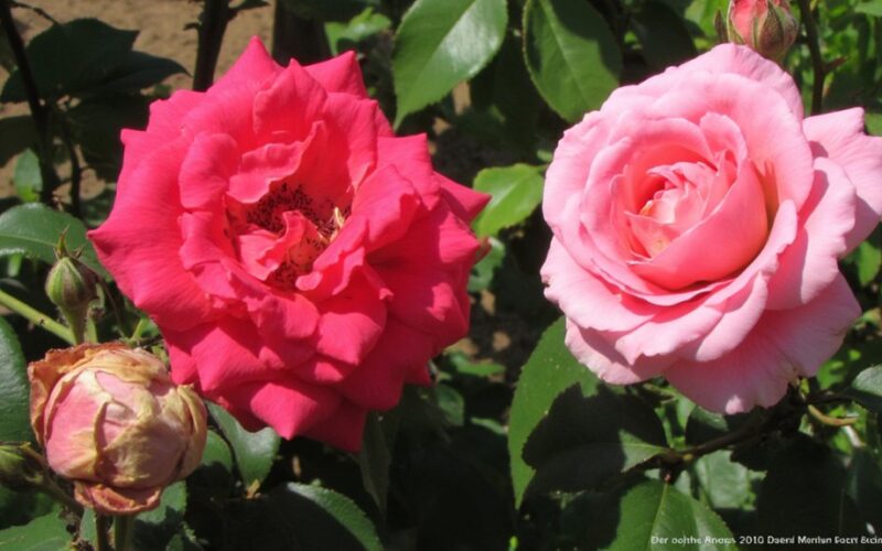 dangerous rose killing plants mistake