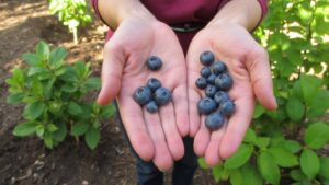diversity enhances blueberry crop production