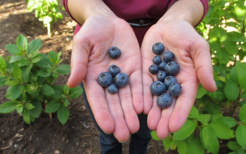 diversity enhances blueberry crop production