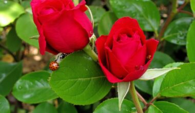 eco friendly spider mite solution