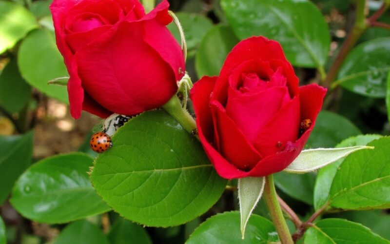 eco friendly spider mite solution