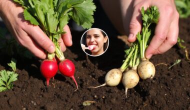 harvest timing preserves radish pungency