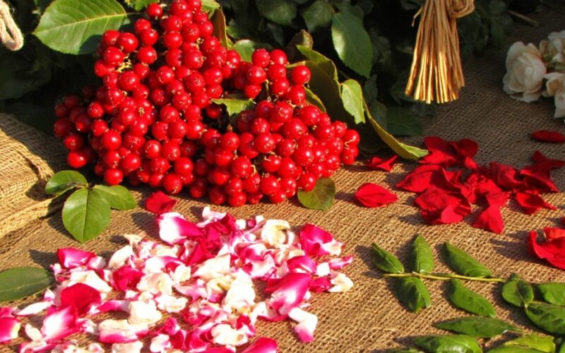 harvesting and drying herbs