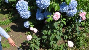 hydrangeas impede thriving rose growth