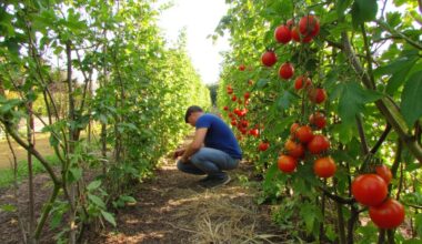 increase tomato yield june