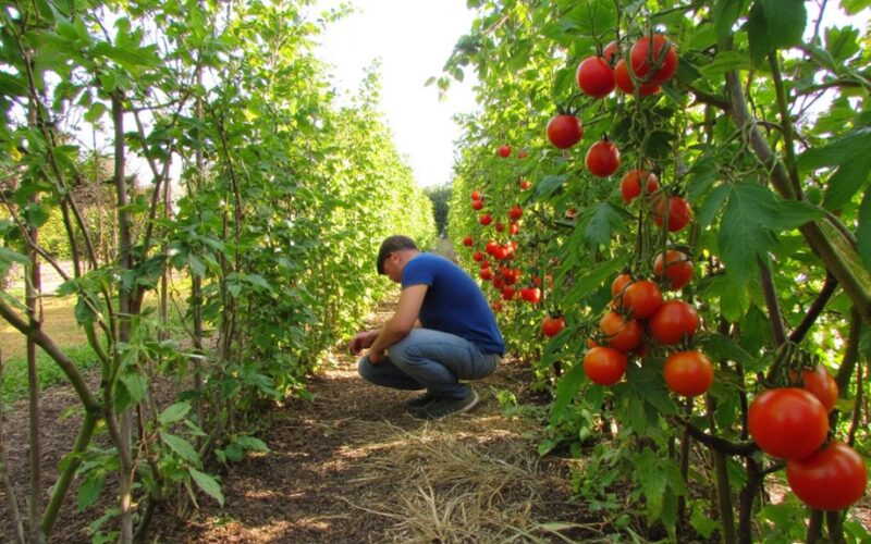 increase tomato yield june