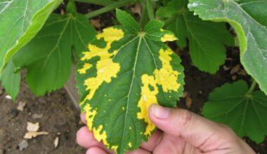 leaf color indicates health