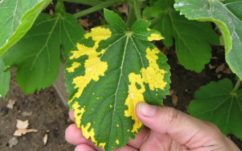 leaf color indicates health