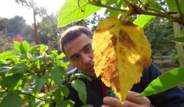 leaves signal overwatering flower demise