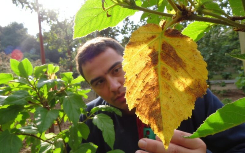 leaves signal overwatering flower demise