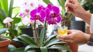 lemon juice harms orchids
