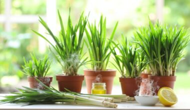 lemongrass promotes calming scents