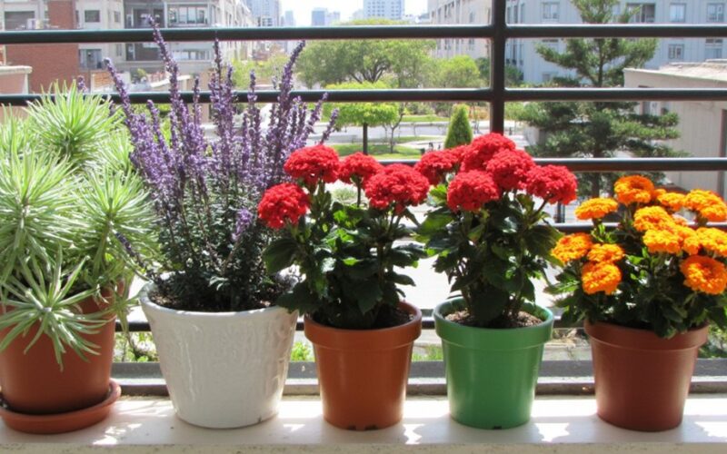 low maintenance balcony blooms