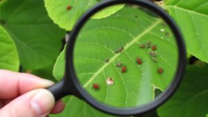 microscopic mites plant health threat