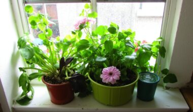 narrow windowsill climbing plant varieties