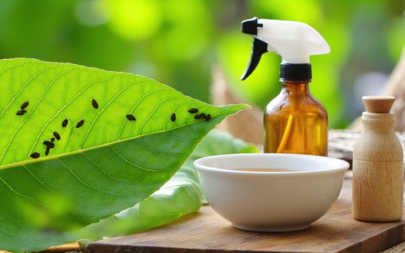 one kitchen ingredient solution