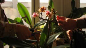 overprune post flowering orchids