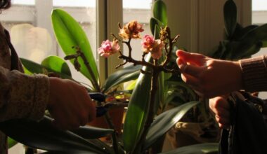 overprune post flowering orchids