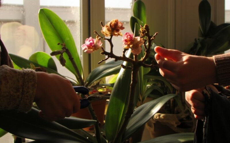 overprune post flowering orchids