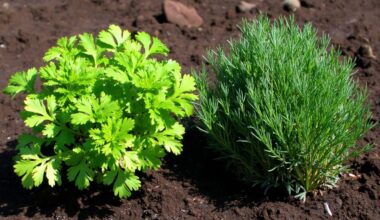 parsley and dill plant conflict