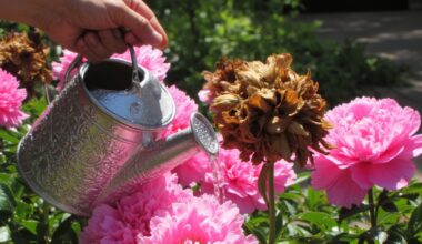 peonies watering rules prevent drying rotting